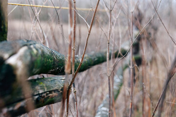 Close up of a fallen tree trunk in the winter frosty forest in the countryside