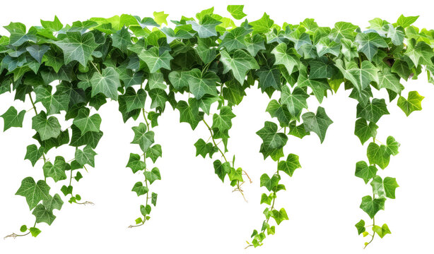 Jungle vine hanging ivy plant bush with clipping path