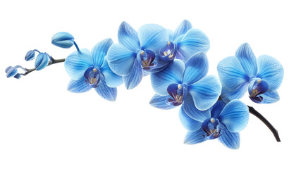 Orchid branch with blue flowers