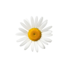 One white daisy flower isolated on transparent background png