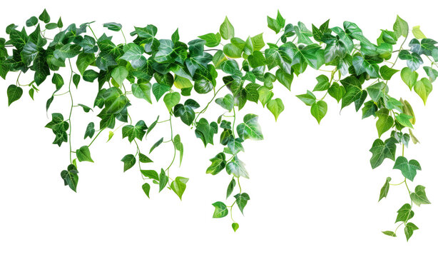 Green leaves Javanese treebine or Grape ivy (Cissus spp.)