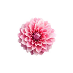 Pink dahlia isolated on transparent background png