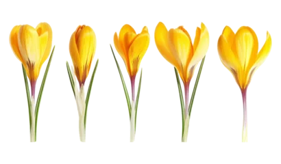 Schilderijen op glas Yellow flower - crocus © Zaleman