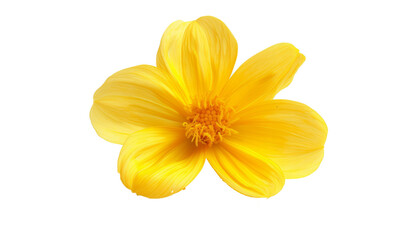 Fototapeta na wymiar Yellow isolated flower