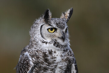 Portrait of a Northern Great Horned Owl
