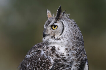 Portrait of a Northern Great Horned Owl
