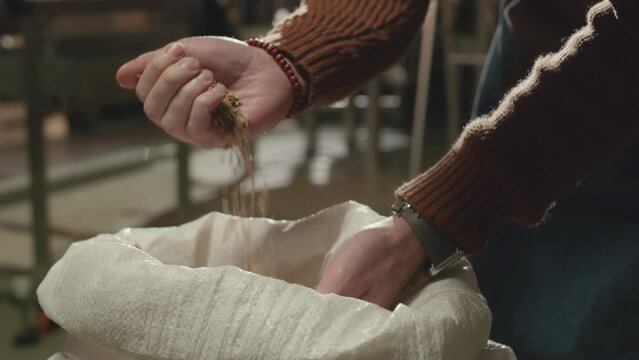 Cropped shot of unrecognizable brewmaster examining barley seeds in bag before they enter production