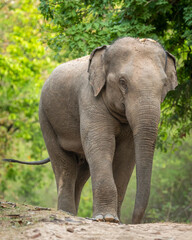 wild aggressive asian elephant or Elephas maximus indicus roadblock walking head on in summer season and natural green scenic background safari at bandhavgarh national park forest madhya pradesh india - 723711520