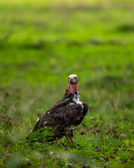 red headed vulture or sarcogyps calvus or Asian king or Indian black vulture in natural scenic green background during season safari at Bandhavgarh National Park tiger Reserve Madhya pradesh india