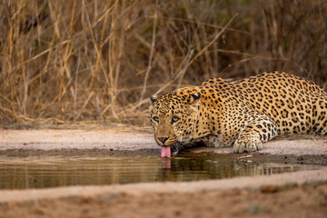 Indian wild large adult huge male leopard or panther or panthera pardus quenching thirst or drinking water from waterhole with eye contact tongue out in safari at jhalana forest reserve jaipur india