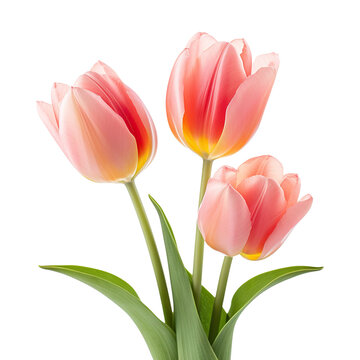 Three elegant blooming tulips, cut out