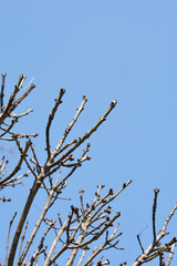 Common ash in the spring