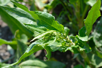 Patience dock leaves