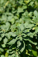 Blue potato bush leaves