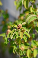 Alder-leaved serviceberry Obelisk branch