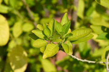 Blue Angels trumpet leaves