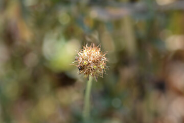 Pincushion flower Magic Night seed head