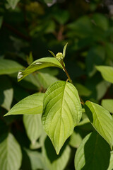 White dogwood flower bud and leaves