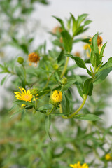 Lemonyellow false goldenaster flower buds