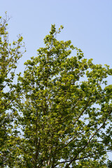 London plane tree