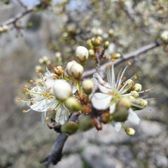 White buds and tree blossom 