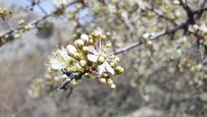 Buds and flowers on branch white
