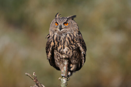 Portrait of an adult Eurasian Eagle Owl perched in a tree
