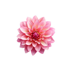 Pink dahlia isolated on transparent background png