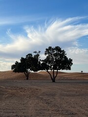 tree in the desert Sahara 