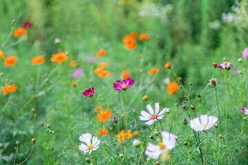 on a blooming street