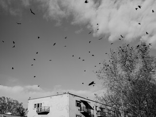Black and White Photo of Crows Flying Above soviet style apartmant building in Eastern Europe