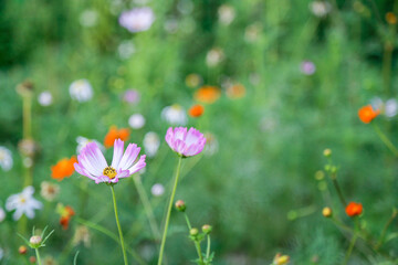 on a blooming street