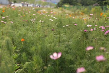 on a blooming street