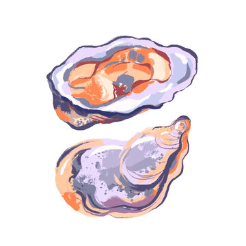 Watercolor acrylic gouache hand drawn oysters. Seafood painted isolated vector illustration