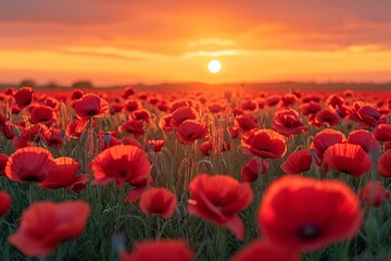 Red Poppies in the Sunset: A Stunning Snap for Your April Stock Collection Generative AI