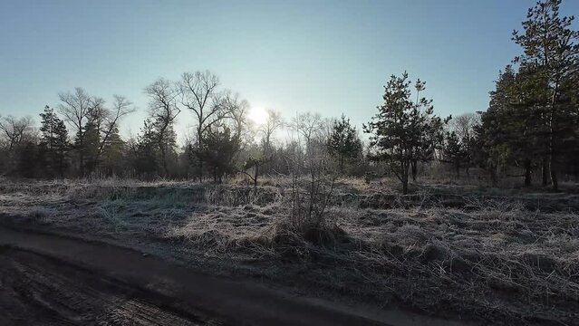 forest in frost. dawn through the trees. spring is coming. time lapse of snowy forest scenery. sunlight moving through woods. Rising sun breaks through the snow covered branches of the fir tree.