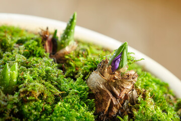 Hyacinth or Hyacinthus bulbs with sprouts in a pot with moss on a windowsill indoors in winter showing part of the blue flower. Image the selective focus.