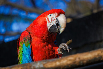 ベニコンゴウインコ