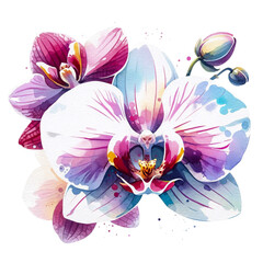 Isolated Watercolor Orchid - Transparent Floral Art