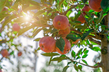 Apple tree orchard juice production industry, autumn harvest plants agriculture