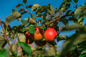 Apple tree orchard juice production industry, autumn harvest plants agriculture