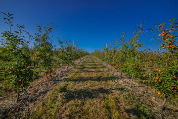 Apple tree orchard juice production industry, autumn harvest plants agriculture