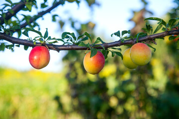 Ripe cherry plum berries in the garden on a tree. Growing cherry plums in a orchard..