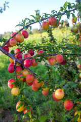 Ripe cherry plum berries in the garden on a tree. Growing cherry plums in a orchard..