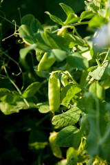 Sugar peas with flowers and pods in the vegetable garden over blurry background..