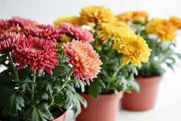 Obraz na płótnie Canvas Vibrant Chrysanthemum Bouquet: Colorful Floral Decor for Events and Celebrations