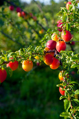 Ripe cherry plum berries in the garden on a tree. Growing cherry plums in a orchard..