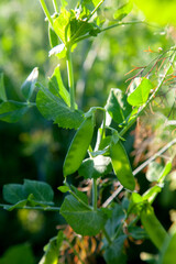 Sugar peas with flowers and pods in the vegetable garden over blurry background..