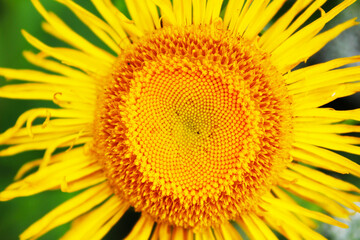 Obraz premium sunflower close up