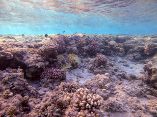 Blackspotted rubberlip fish or plectorhinchus gaterinus at coral reef..